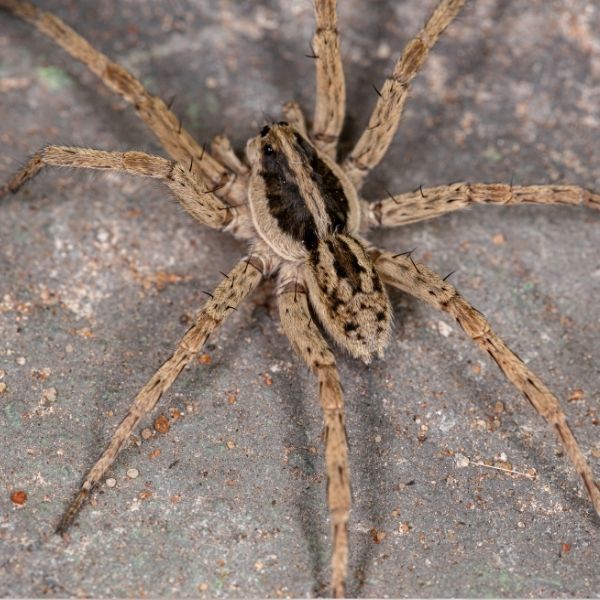 Controle de aranhas em ambientes residenciais e comerciais