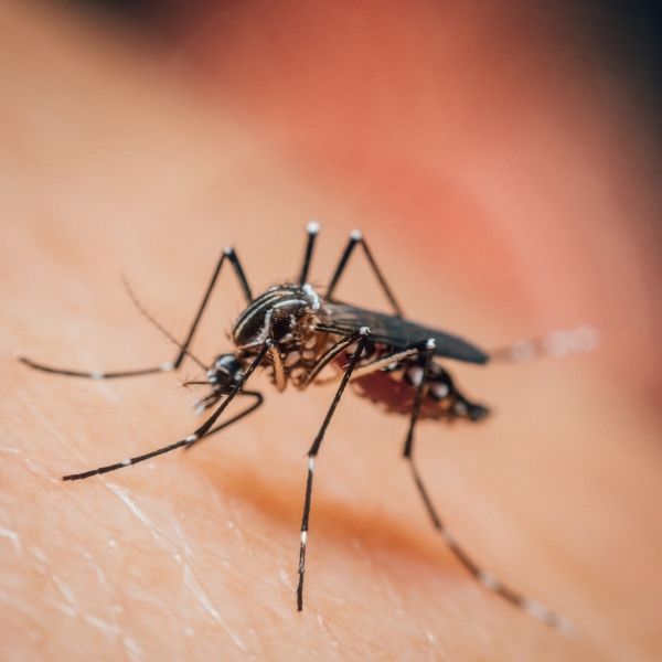 Controle de mosquitos, pernilongos e insetos voadores