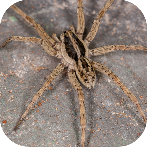 Controle de aranhas em Cravinhos