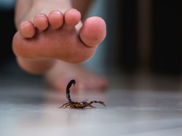 Controle de escorpiões e aranhas em Cravinhos